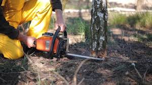 Best Tree Risk Assessment  in Taft, CA